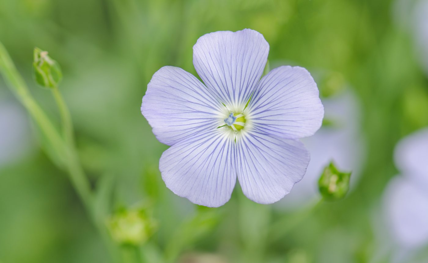 Textile: Flax Plant