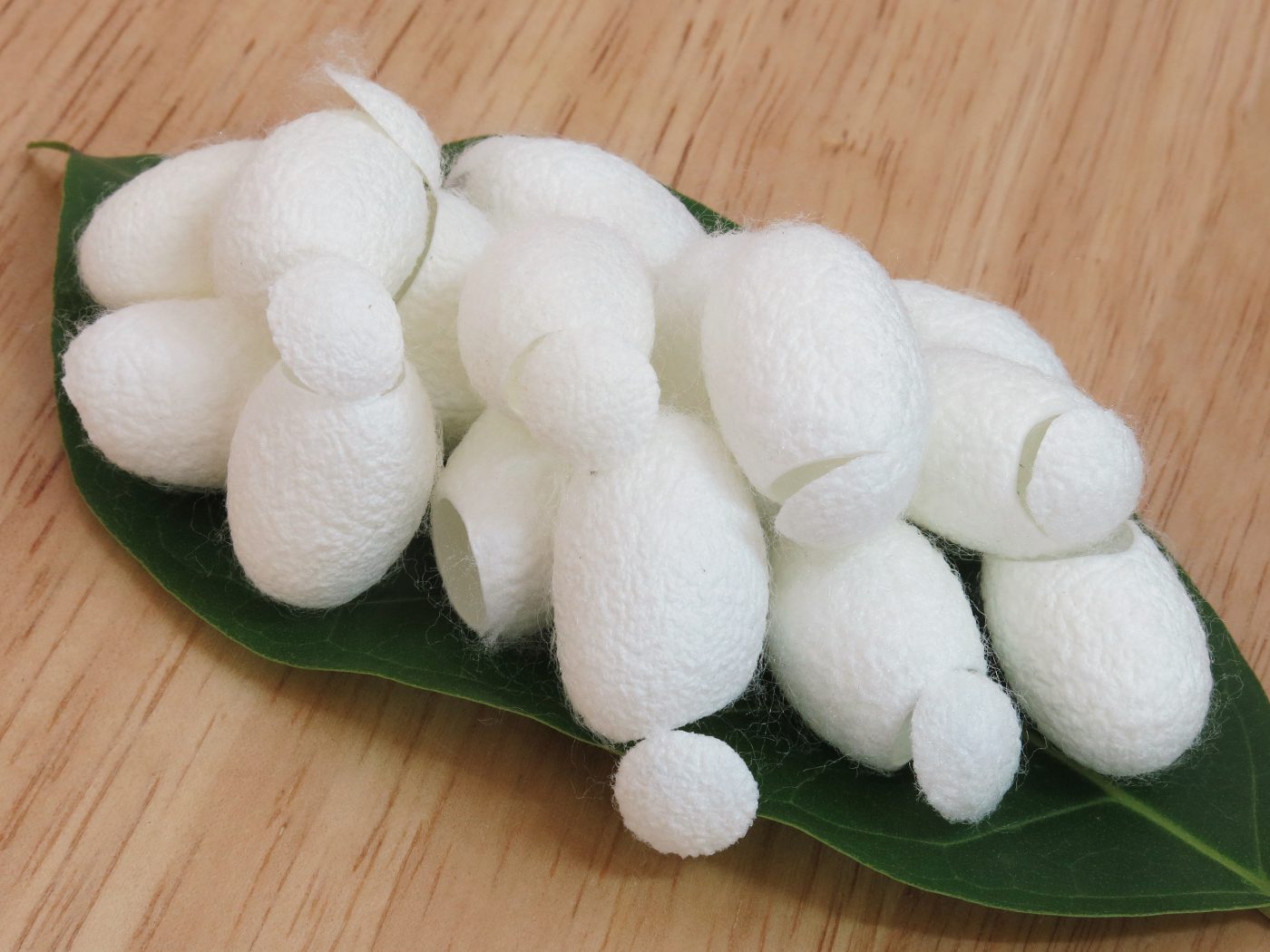Textile: Silk Worm Cocoons
