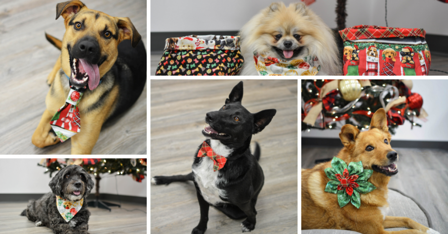 Fireside Pups - Holiday Pet Collection